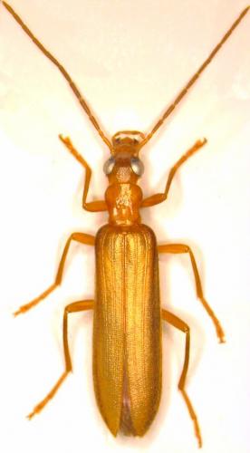 Nacerdes carniolica atlantica